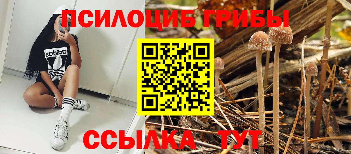 как найти   Псилоцибиновые грибы Psilocybine cubensis  Вход с VPN  Галлюциногенные грибы ЛСД  Ивантеевка 